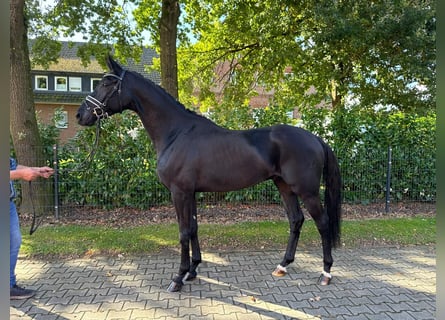 Deutsches Reitpferd, Wallach, 5 Jahre, 172 cm, Rappe