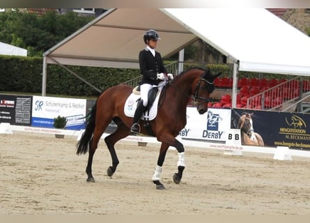 Duits rijpaard, Ruin, 7 Jaar, 175 cm, Bruin