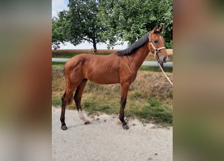 Duits sportpaard, Hengst, 1 Jaar, 159 cm, Bruin