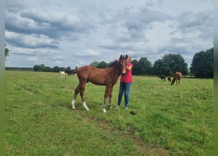 Duits sportpaard, Hengst, 1 Jaar, 168 cm, Bruin