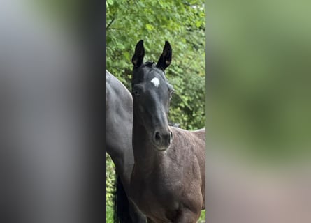 Duits sportpaard, Hengst, 1 Jaar, 170 cm, Donkerbruin