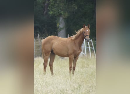 Duits sportpaard, Hengst, 1 Jaar, 170 cm, Vos