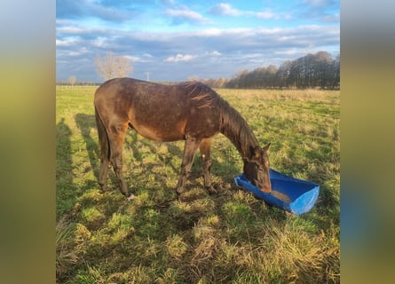 Duits sportpaard, Hengst, 1 Jaar, 172 cm, Bruin