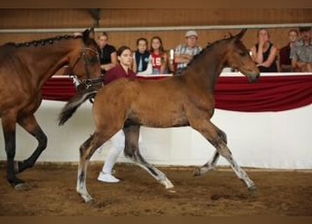 Duits sportpaard, Hengst, 1 Jaar, Bruin