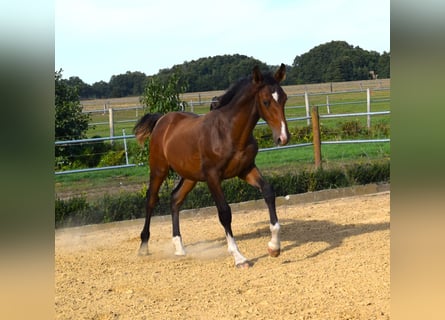 Duits sportpaard, Hengst, 1 Jaar, Bruin