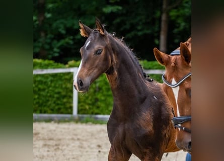 Duits sportpaard, Hengst, 1 Jaar, Donkerbruin