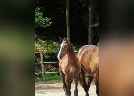 Duits sportpaard, Hengst, 1 Jaar, Donkerbruin