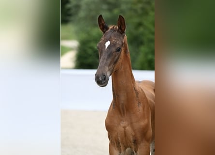 Duits sportpaard, Hengst, 1 Jaar, Donkere-vos