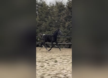 Duits sportpaard, Hengst, 1 Jaar, Zwart