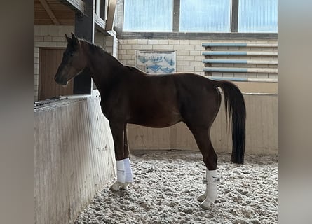 Duits sportpaard, Hengst, 3 Jaar, 163 cm, Donkere-vos