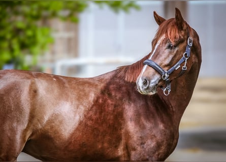 Duits sportpaard, Hengst, 3 Jaar, 165 cm, Donkere-vos