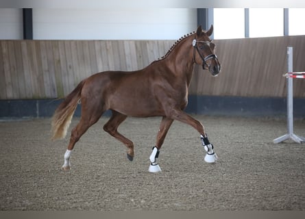 Duits sportpaard, Hengst, 3 Jaar, 169 cm, Vos