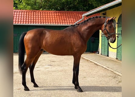 Duits sportpaard, Hengst, 3 Jaar, 172 cm, Bruin