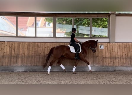 Duits sportpaard, Hengst, 4 Jaar, 168 cm, Vos