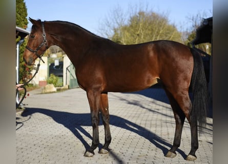 Duits sportpaard, Hengst, 4 Jaar, 170 cm, Bruin