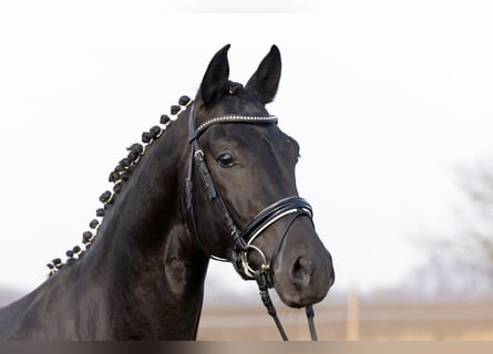 Duits sportpaard, Hengst, 4 Jaar, 170 cm, Zwart