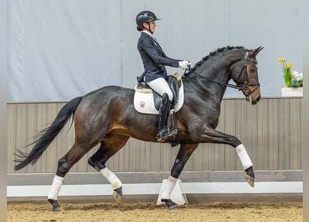 Duits sportpaard, Hengst, 4 Jaar, 172 cm, Bruin