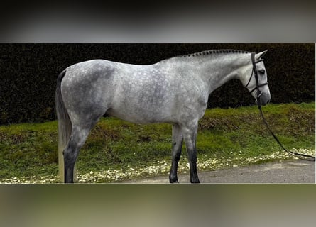 Duits sportpaard, Hengst, 5 Jaar, 169 cm, Schimmel