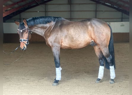 Deutsches Sportpferd, Hengst, 6 Jahre, 167 cm, Brauner