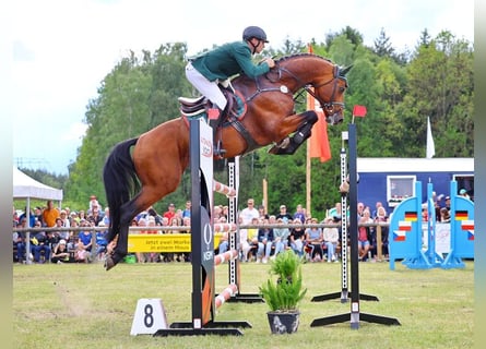 Duits sportpaard, Hengst, 13 Jaar, 165 cm, Bruin