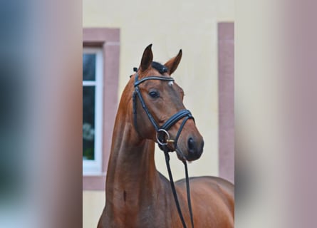 Duits sportpaard, Hengst, 13 Jaar, 168 cm, Bruin