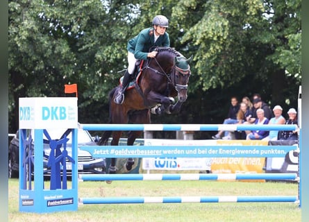 Duits sportpaard, Hengst, 14 Jaar, 169 cm, Donkerbruin