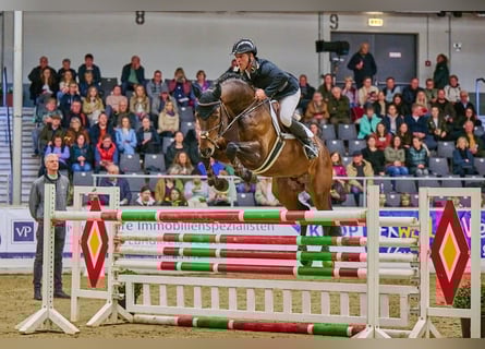 Duits sportpaard, Hengst, 6 Jaar, 168 cm, Donkerbruin