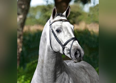 Duits sportpaard, Hengst, 18 Jaar, 168 cm, Schimmel
