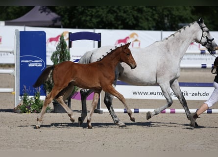 Duits sportpaard, Hengst, Veulen (04/2025), 130 cm, Bruin