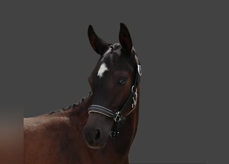 Duits sportpaard, Hengst, veulen (04/2023), 170 cm, Donkerbruin