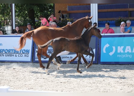Duits sportpaard, Hengst, Veulen (04/2026), 170 cm, Zwartbruin
