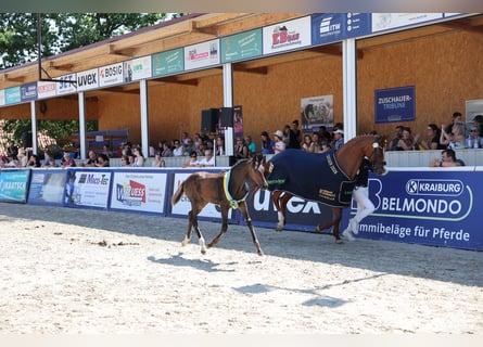 Duits sportpaard, Hengst, Veulen (04/2026), 170 cm, Zwartbruin