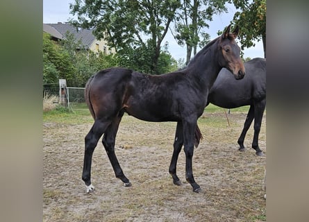 Duits sportpaard, Hengst, veulen (05/2023), 175 cm, Donkerbruin