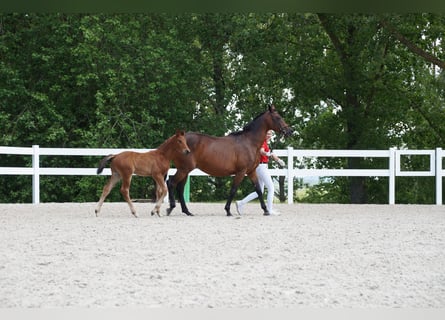 Duits sportpaard, Hengst, Veulen (04/2025), Bruin