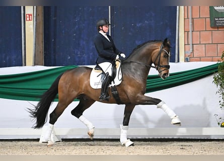 Duits sportpaard, Hengst, veulen (04/2024), Donkerbruin