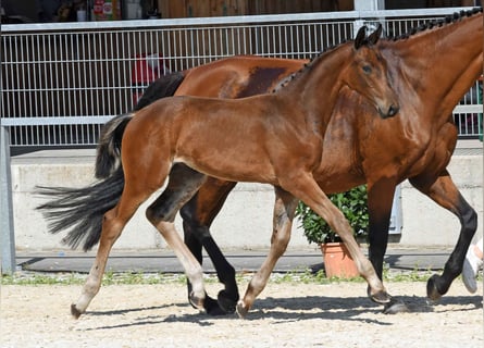 Duits sportpaard, Hengst, veulen (05/2024)