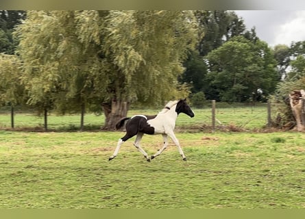 Duits sportpaard, Hengst, veulen (05/2024), Gevlekt-paard