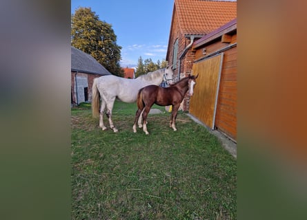 Deutsches Sportpferd, Hengst, Fohlen (05/2024), Kann Schimmel werden