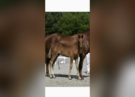 Duits sportpaard, Hengst, Veulen (05/2025), Vos