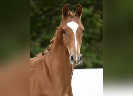 Duits sportpaard, Hengst, Veulen (03/2025), Vos