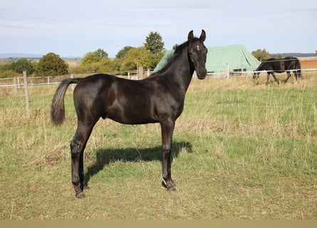 Duits sportpaard, Hengst, Veulen (05/2026), Zwart