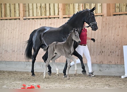 Deutsches Sportpferd, Hengst, Fohlen (04/2024), Rappe