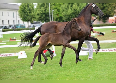 Duits sportpaard, Hengst, Veulen (05/2026), Zwartbruin