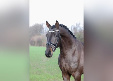 Duits sportpaard, Hengst, 6 Jaar, 172 cm, Zwartbruin