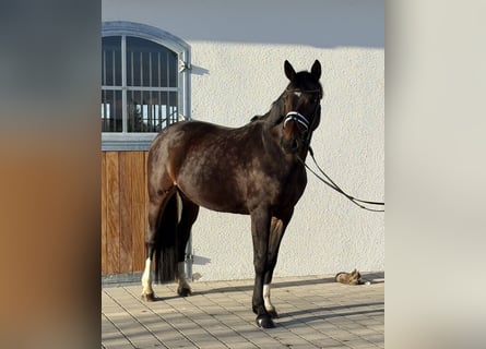 Duits sportpaard, Merrie, 10 Jaar, 160 cm, Donkerbruin