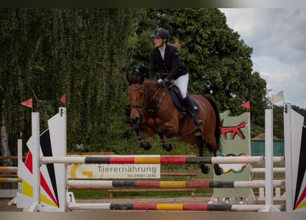 Duits sportpaard, Merrie, 11 Jaar, 165 cm, Bruin