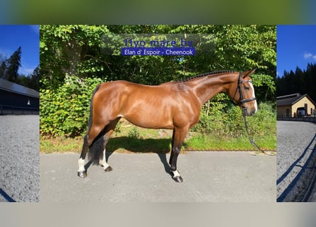 Duits sportpaard, Merrie, 11 Jaar, 168 cm, Bruin