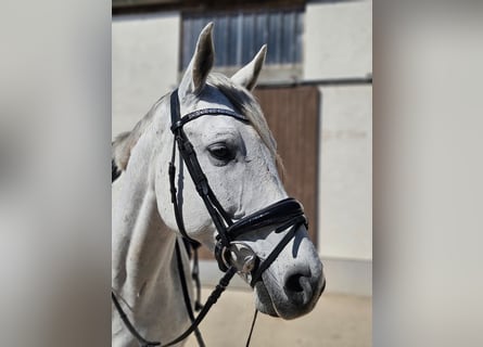 Duits sportpaard, Merrie, 11 Jaar, 168 cm, Schimmel