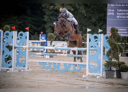 Duits sportpaard, Merrie, 11 Jaar, 177 cm, Donkerbruin