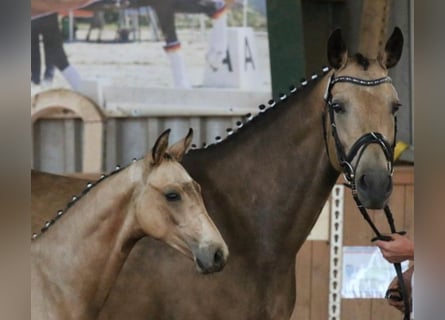Duits sportpaard, Merrie, 12 Jaar, 163 cm, Buckskin